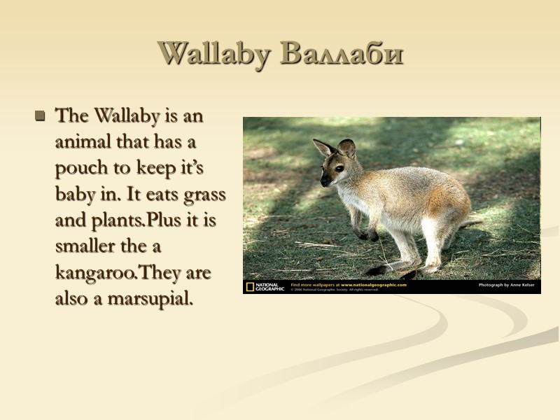 Wallaby Валлаби The Wallaby is an animal that has a pouch to keep it’s